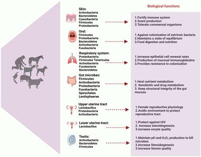 The microbiota: a key regulator of health, productivity, and reproductive success in mammals